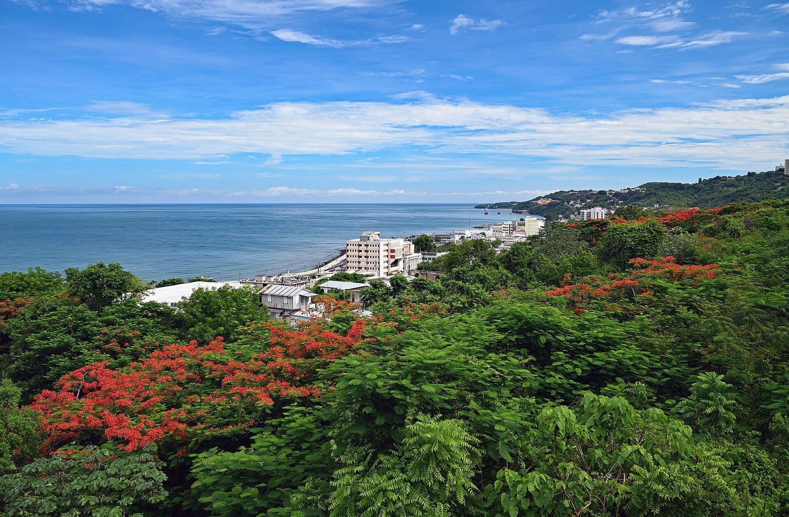 Red flamboyán trees in bloom on a green hillside above Aguadilla’s seafront, with a white condominium tower and houses along the bay