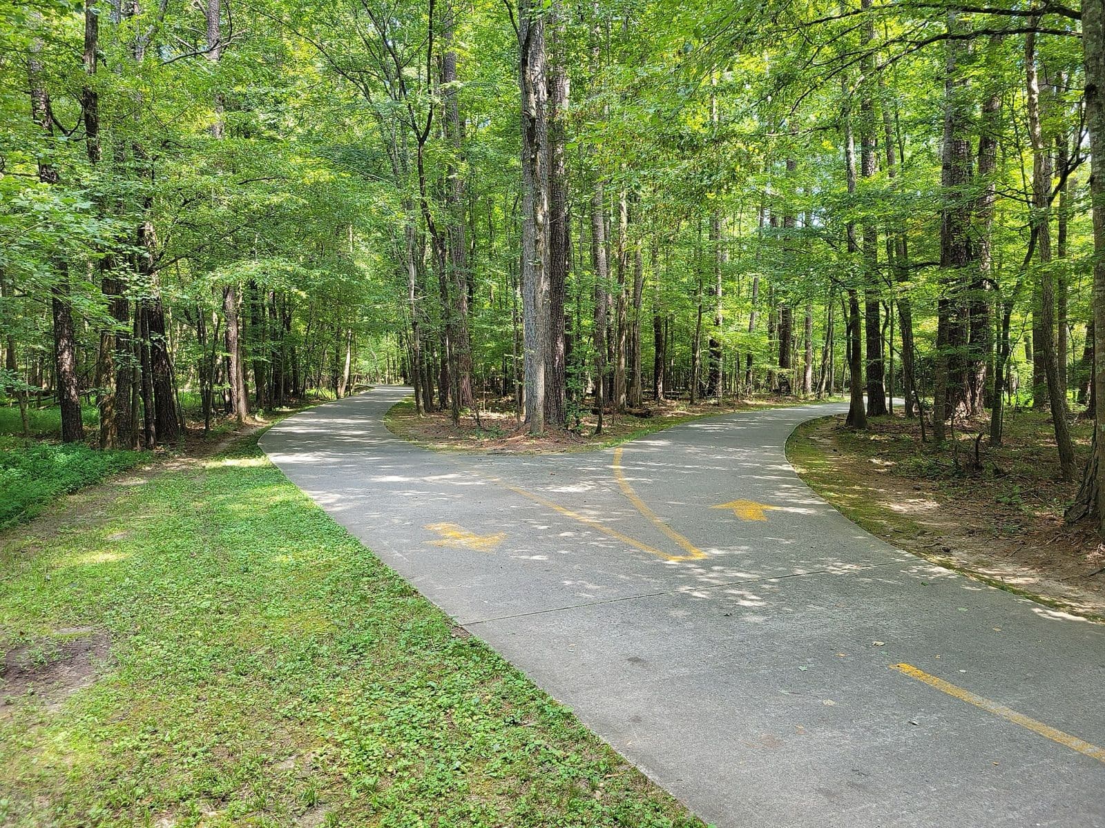 The paved Big Creek Greenway path splitting in two under a tall, sunlit green forest in Alpharetta