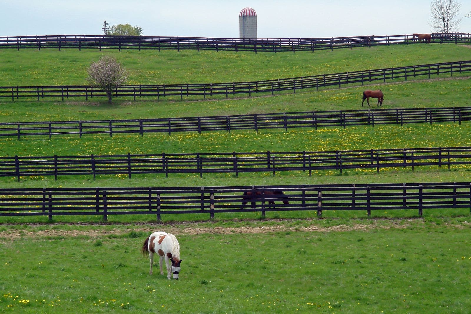 Horses grazing in rolling green paddocks divided by long black board fences on a horse farm near Schomberg in King Township, with a striped silo on the hilltop