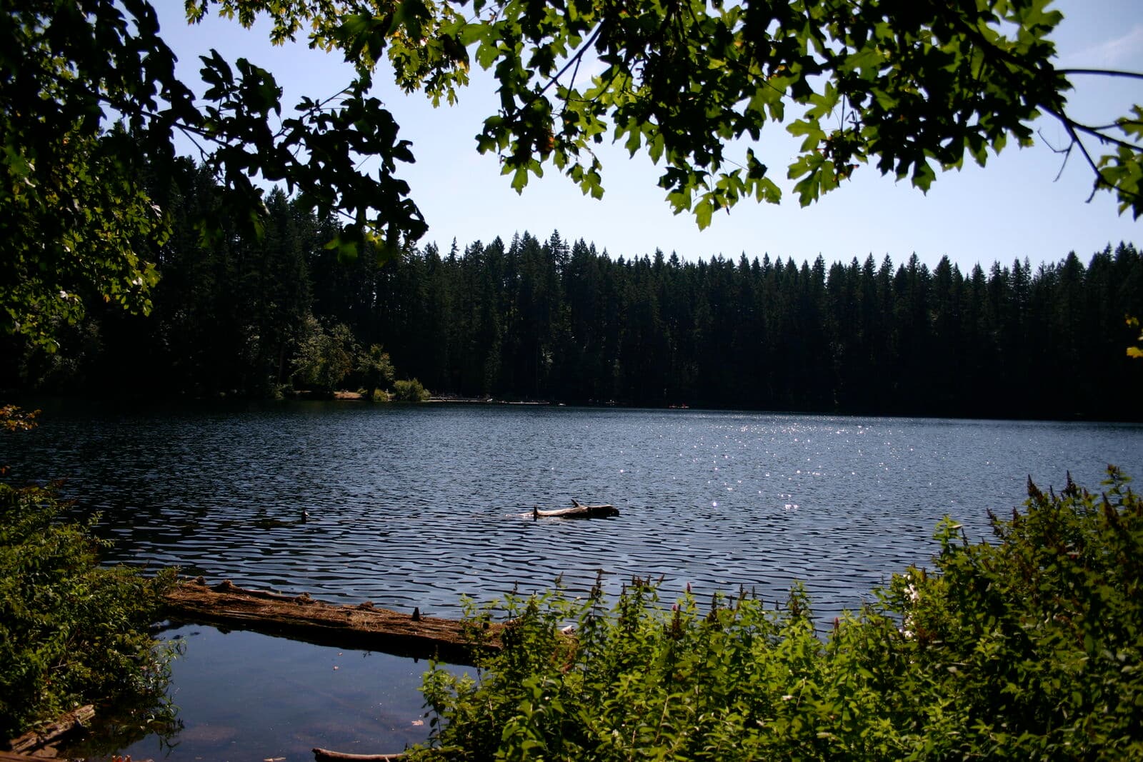 The calm, spring-fed Battle Ground Lake ringed by tall evergreen forest under a clear summer sky, framed by maple leaves