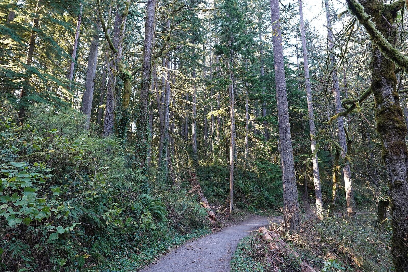 A gravel trail curving through tall mossy Douglas firs and ferns in the forest along Lacamas Creek in Camas