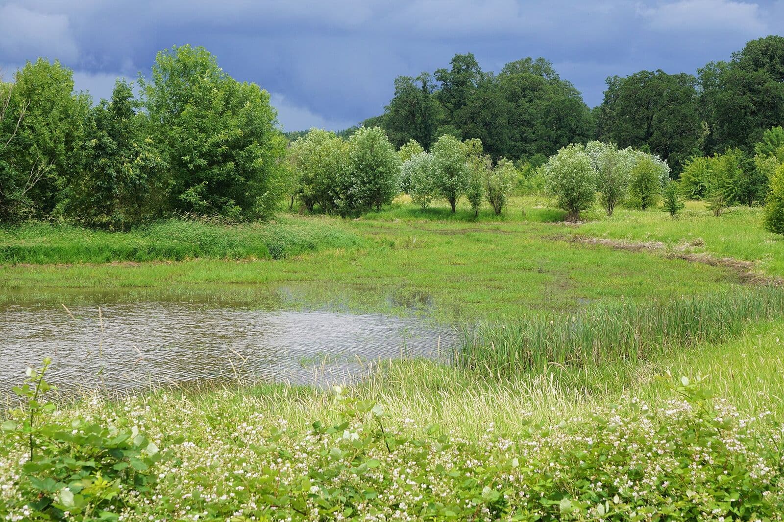 A wetland pond ringed by willows, wildflowers and oaks under a dark early-summer storm sky at Ridgefield National Wildlife Refuge