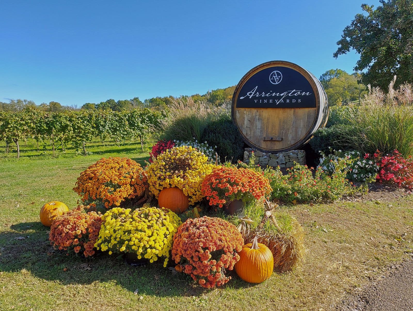 Orange and yellow mums and pumpkins in front of the wine-barrel sign at Arrington Vineyards, with rows of vines under a clear blue sky
