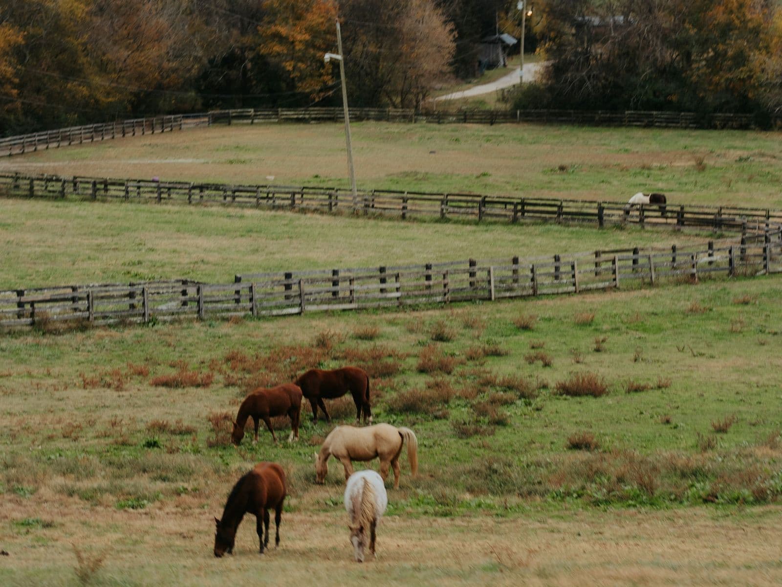Five horses grazing in a green pasture in Franklin, below curving wooden board fences and a hillside of autumn trees