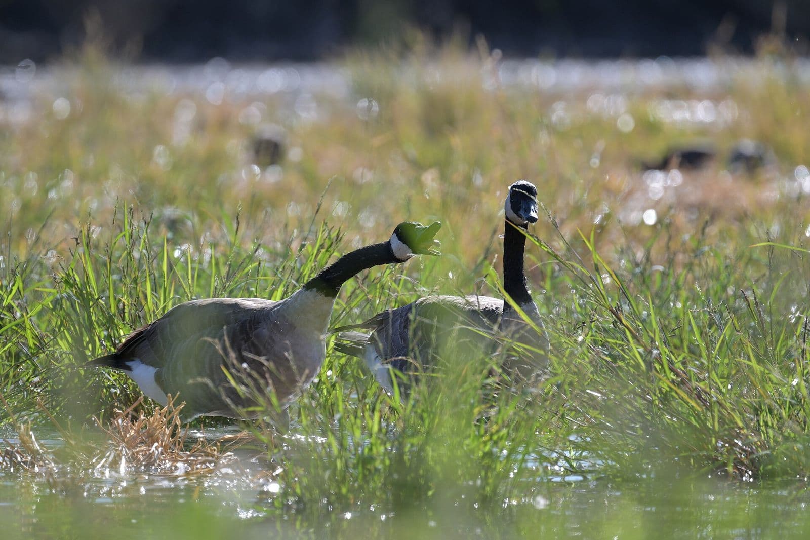 Two Canada geese standing in sunlit wetland grasses and shallow water at the Riparian Preserve at Water Ranch in Gilbert