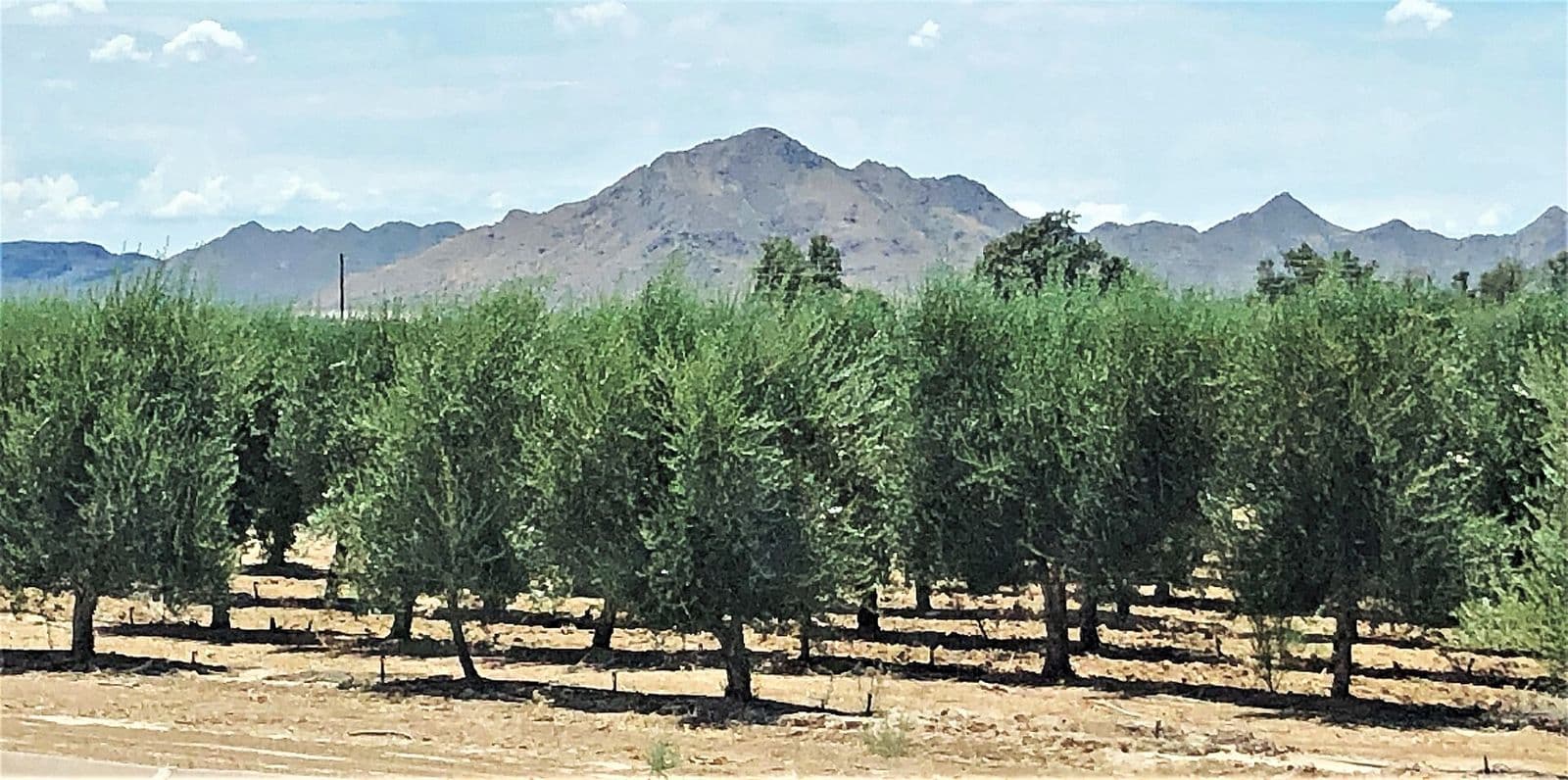 Rows of olive trees at the Queen Creek Olive Mill’s grove, with the bare peaks of the San Tan Mountains in the background