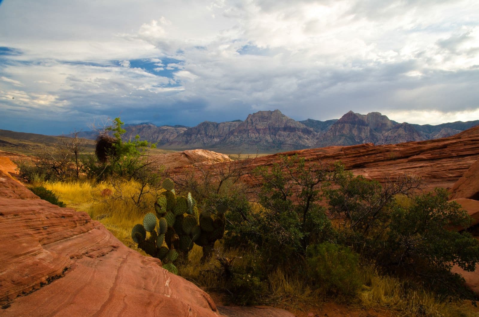 Red sandstone slabs and a prickly-pear cactus in the foreground at Red Rock Canyon, with the banded escarpment of the Spring Mountains under storm clouds near sunset