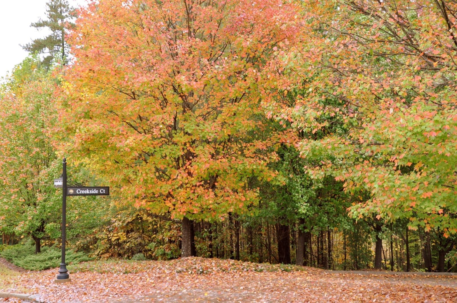 Orange and green maple trees over a leaf-covered street corner in a Johns Creek neighborhood in autumn