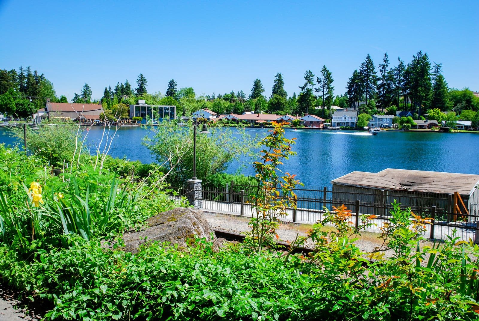 Oswego Lake on a clear summer day, deep blue water with a boat wake, lakeside homes under tall firs on the far shore and a green garden in front