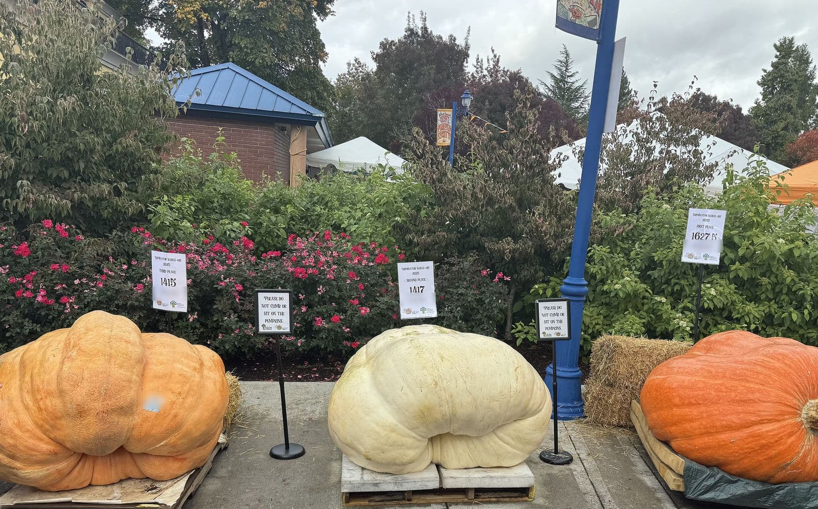 Three giant pumpkins, orange, white and deep orange, on pallets in front of rose bushes and festival tents at the West Coast Giant Pumpkin Regatta in Tualatin