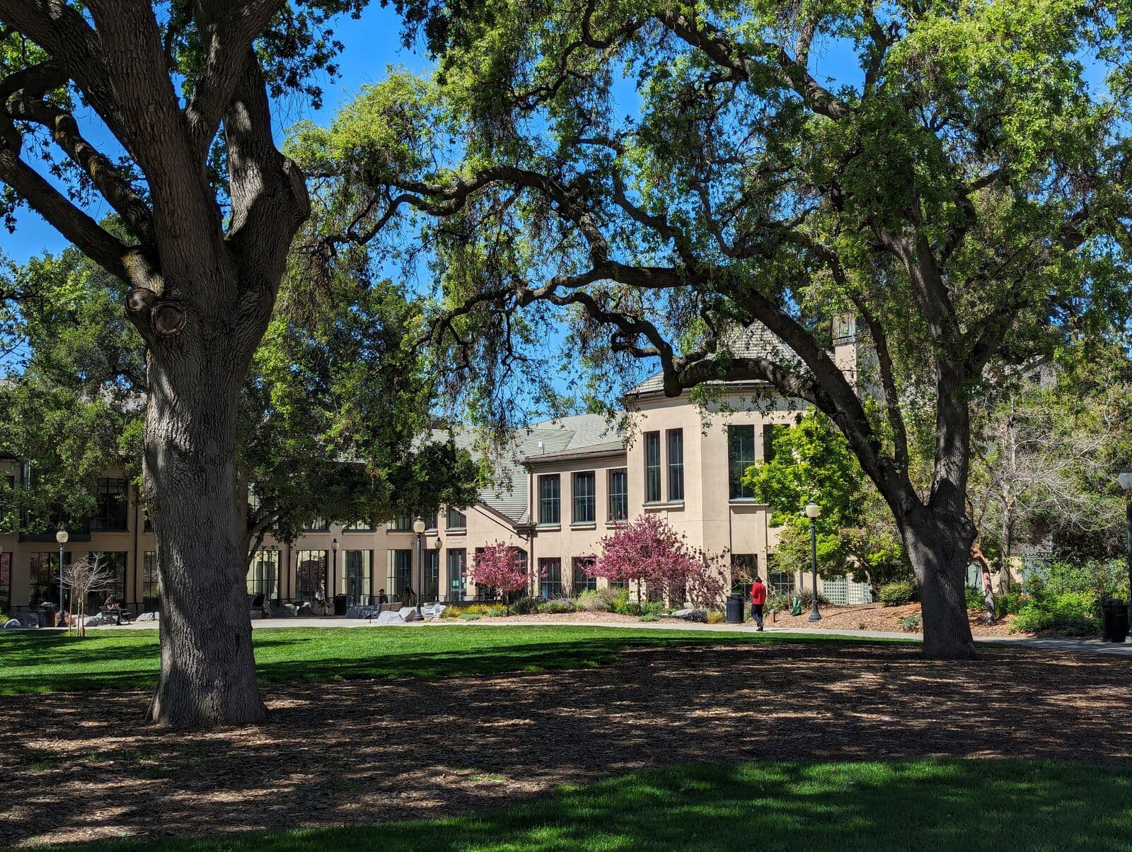 Old oaks and a green lawn in Pioneer Park in front of the Mountain View Public Library, with pink spring blossoms along its windows