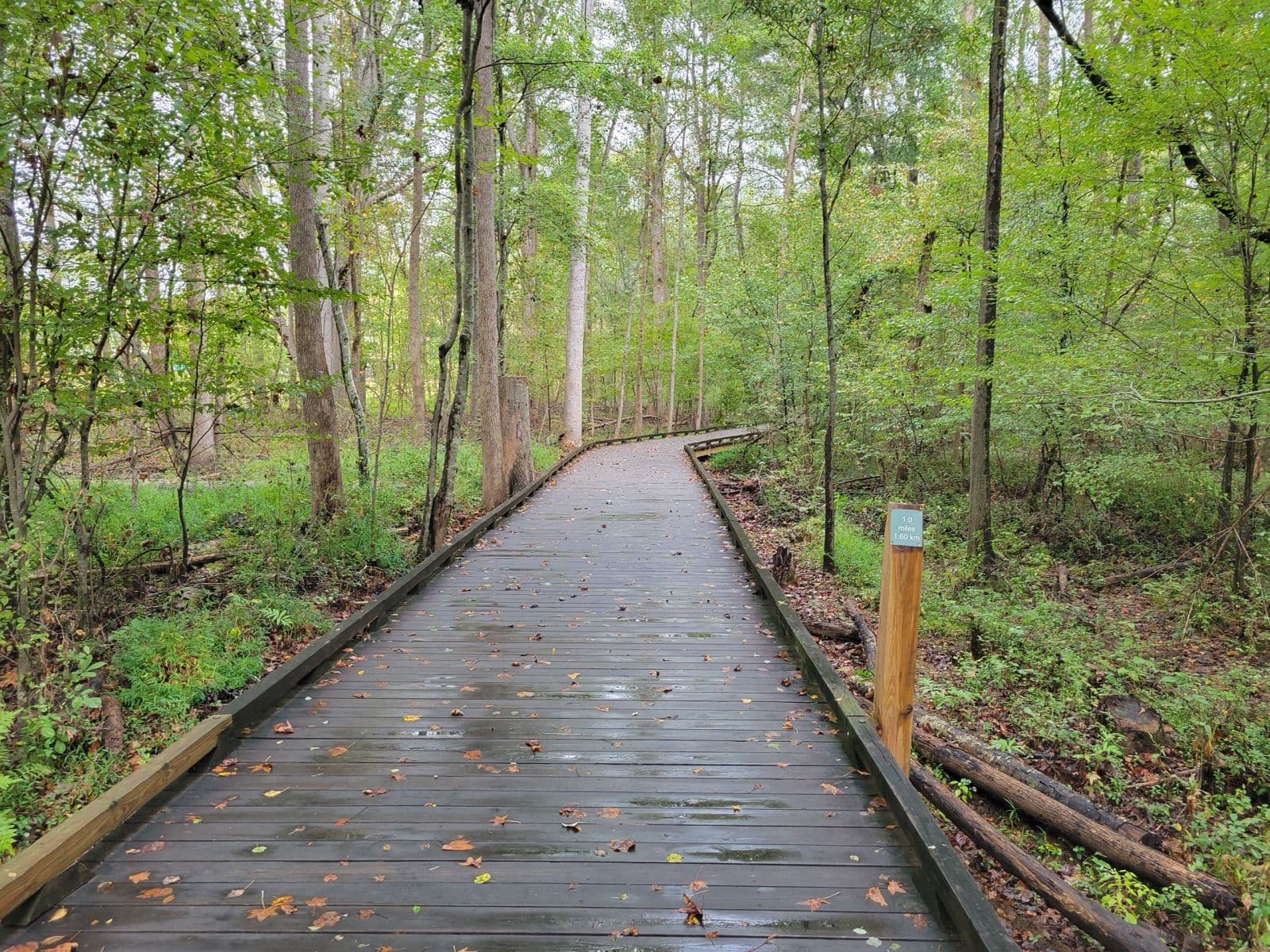 A wooden boardwalk with early fall leaves winding through green hardwood forest on the Suwanee Creek Greenway