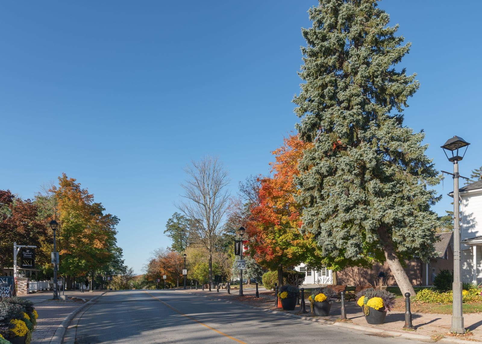 A quiet village street in Kleinburg in October, lined with lamp posts, planters of yellow mums and maples turning orange and red beside a tall blue spruce