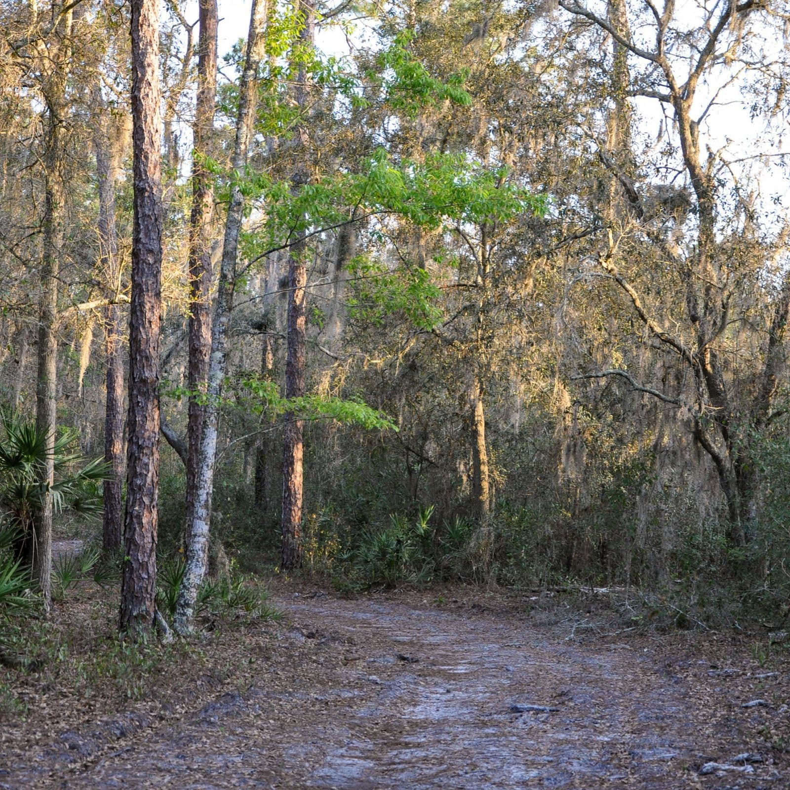 A sandy trail curving through pines, moss-hung oaks and saw palmetto in soft evening light at Violet Cury Preserve in Lutz