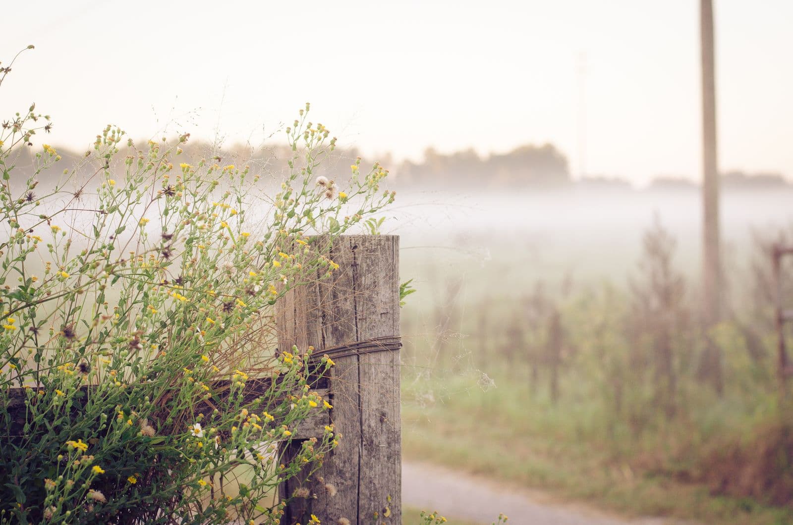 Yellow wildflowers around a weathered wooden fence post beside a quiet rural road on a misty morning on Boy Scout Road in Odessa