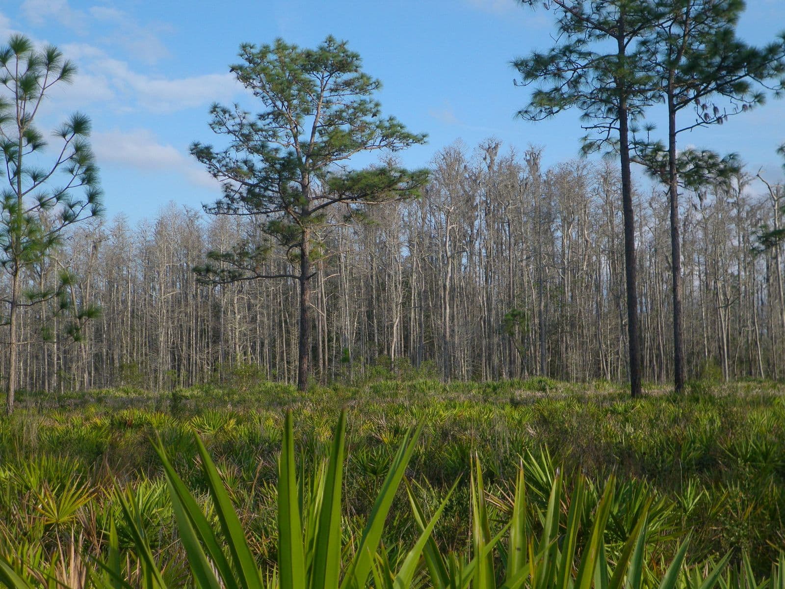 Tall longleaf pines and a stand of bare winter trees rising over green saw palmetto under a blue sky at Jay B. Starkey Wilderness Park